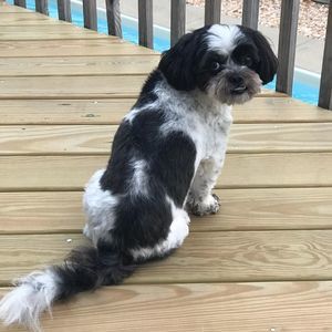 Meet your Posher, Martha